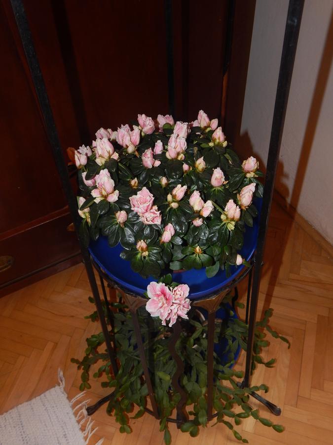Apartament Miraculous